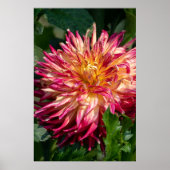 Chrysanthemum Oranje Canadese Bloemfotografie Poster (Voorkant)