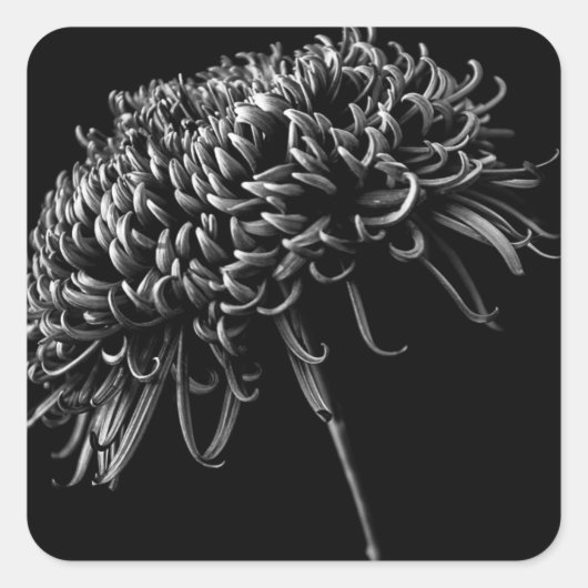 Chrysanthemum Vierkante Sticker (Voorkant)