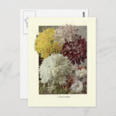 Chrysanthemums Briefkaart (Voorkant / Achterkant)
