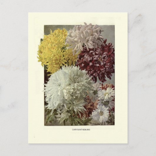 Chrysanthemums Briefkaart (Voorkant)