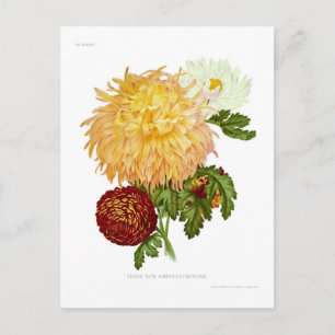 Chrysanthemums Briefkaart