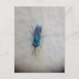 Chrysididae - Cuckoo wasp Briefkaart