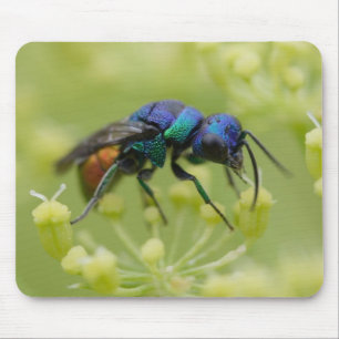 Chrysis austriaca muismat