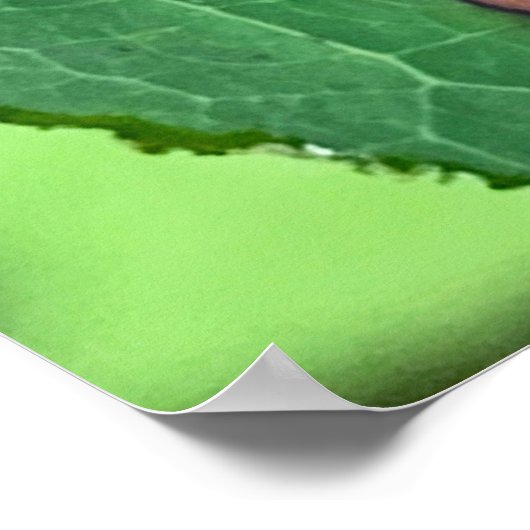 Chrysochus Beetle Shiny Beetle Poster (Hoek)