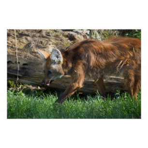 Chrysocyon brachyurus perfect poster