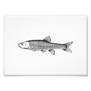 Chub Fish Drawing Foto Afdruk