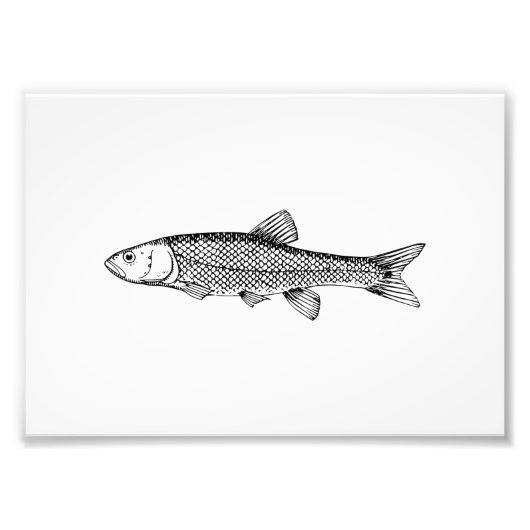Chub Fish Drawing Foto Afdruk (Voorkant)