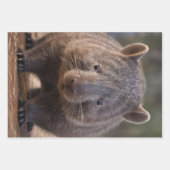 Chubby, de Australische wombat, Inpakpapier Vel (Voorkant 2)