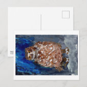 Chubby hibou avec carte postale arrière - plan ble (Devant / Derrière)