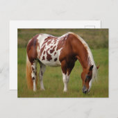 Chubby Pinto Mustang Paard Briefkaart (Voorkant / Achterkant)