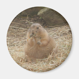 Chubby Prairie Dog Magneet