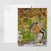 Chubby schattige chipmunk op houten stump briefkaart (Voorkant / Achterkant)