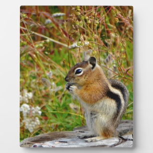Chubby schattige chipmunk op houten stump fotoplaat