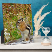 Chubby schattige chipmunk op houten stump fotoplaat (Zijkant)