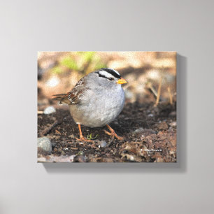 Chubby White-Crowned Sparrow in the Winter Sun Canvas Afdruk