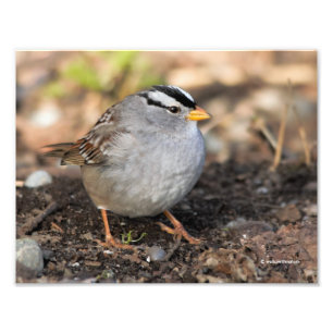 Chubby White-Crowned Sparrow in the Winter Sun Foto Afdruk