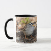 Chubby White-Crowned Sparrow in the Winter Sun Mok (Links)