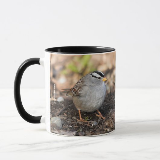 Chubby White-Crowned Sparrow in the Winter Sun Mok (Links)