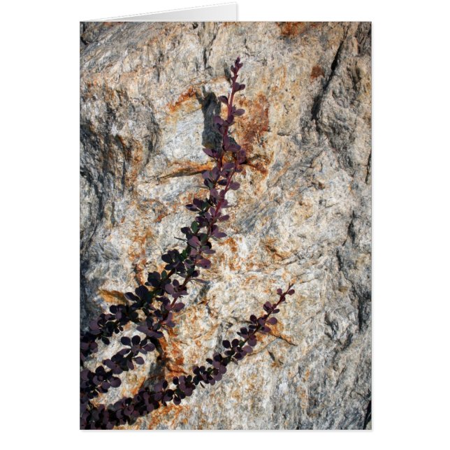 Chuchotements (Devant)