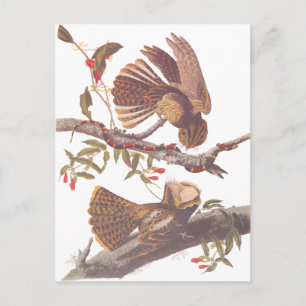 Chuck Will's Weduwe Nightjar Briefkaart