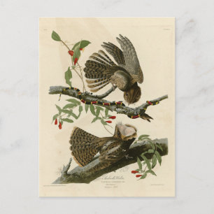 Chuck-will's Widow - Audubon's Birds of America Briefkaart