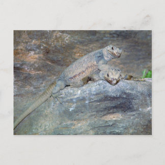 Chuckwalla Head Briefkaart