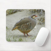 Chukar Partridge Muismat (Met muis)