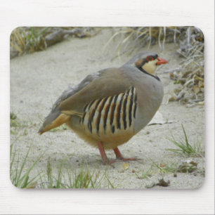Chukar Partridge Muismat