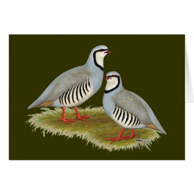 Chukar Partridge Pair (Voorkant Horizontaal)