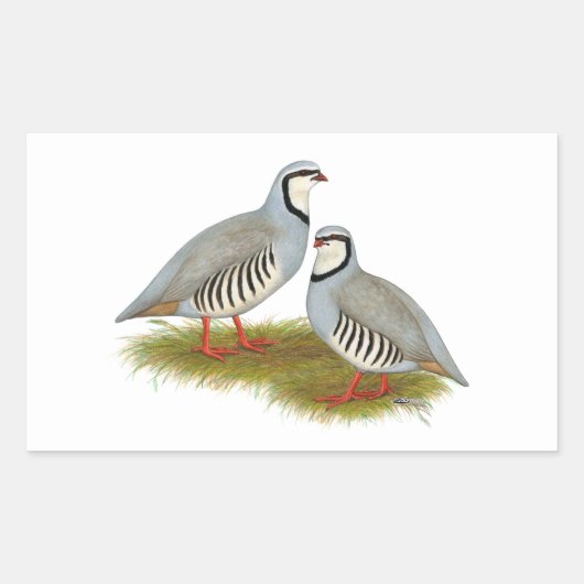 Chukar Partridge Pair Rechthoekige Sticker (Voorkant)