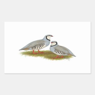 Chukar Partridge Pair Rechthoekige Sticker