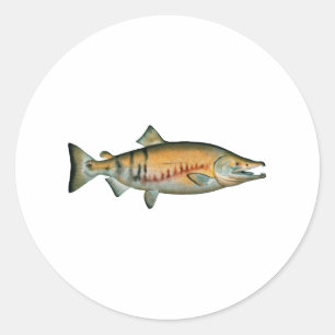 Chum Salmon (paaifase) Ronde Sticker