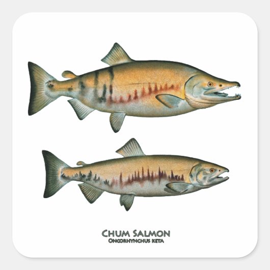 Chum Salmon Pair (paaifase) Vierkante Sticker (Voorkant)