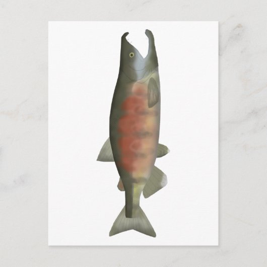 Chum Salmon - Speenfase Briefkaart (Voorkant)