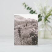 Chumping Cholla Cactus Desert B&W Photo Cartes pos (Debout devant)