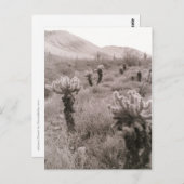 Chumping Cholla Cactus Desert B&W Photo Cartes pos (Devant / Derrière)