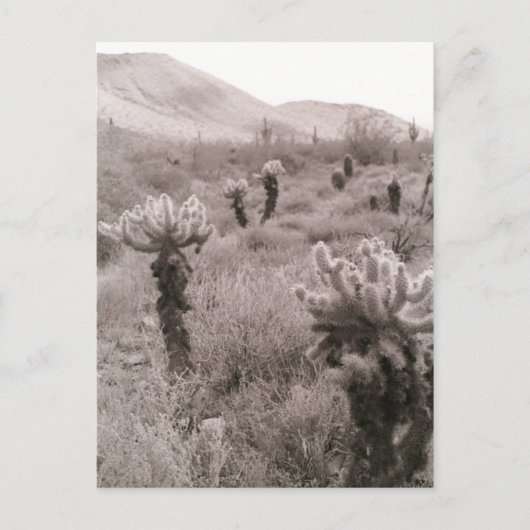 Chumping Cholla Cactus Desert B&W Photo Cartes pos (Devant)