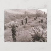 Chumping Cholla Cactus Desert B&W Photo Cartes pos (Devant)