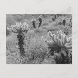 Chumping Cholla Cactus Desert B&W Photo Cartes pos