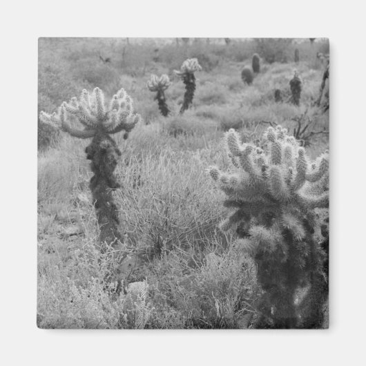 Chumping Cholla Cactus Desert Réfrigérateur Magnet (Devant)