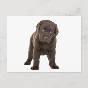 Chunky Chocolate Labrador Puppy Briefkaart