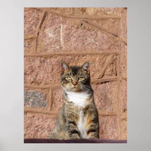 Church Cat Poster (Voorkant)