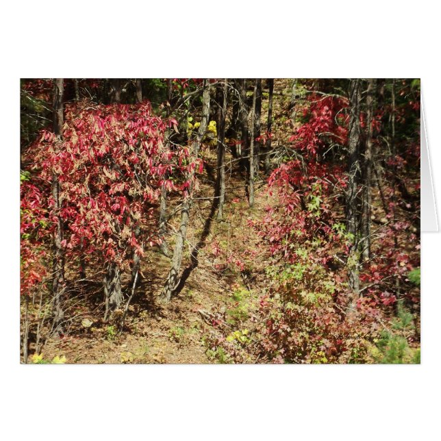 Chute dans le Smokies (Devant Horizontal)