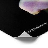 Chysis Violacea Poster (Hoek)