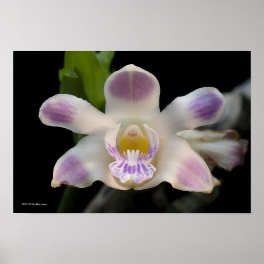 Chysis Violacea Poster (Voorkant)