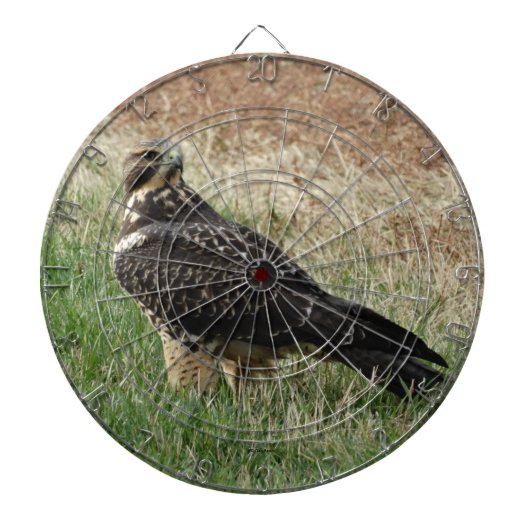 Cible De Fléchettes B52 Buse de Swainson (Devant)