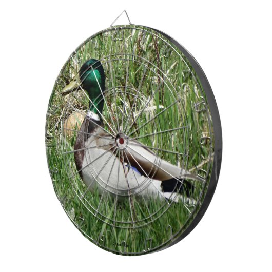 Cible De Fléchettes B55 Duck de Mallard Drake Greenhead dans l'herbe (Devant droit)
