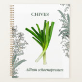 Ciboulette — Allium schoenoprasum (Devant)