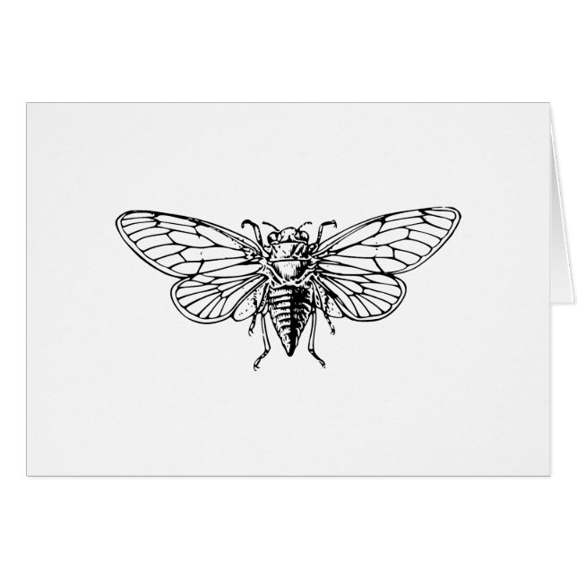 Cicada (Voorkant Horizontaal)