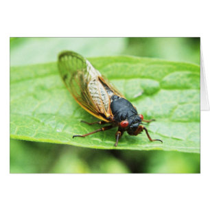 Cicada